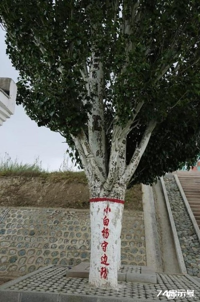 小白杨，坚韧与希望的象征