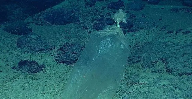 深海喂食者，探索海洋深处的神秘生物